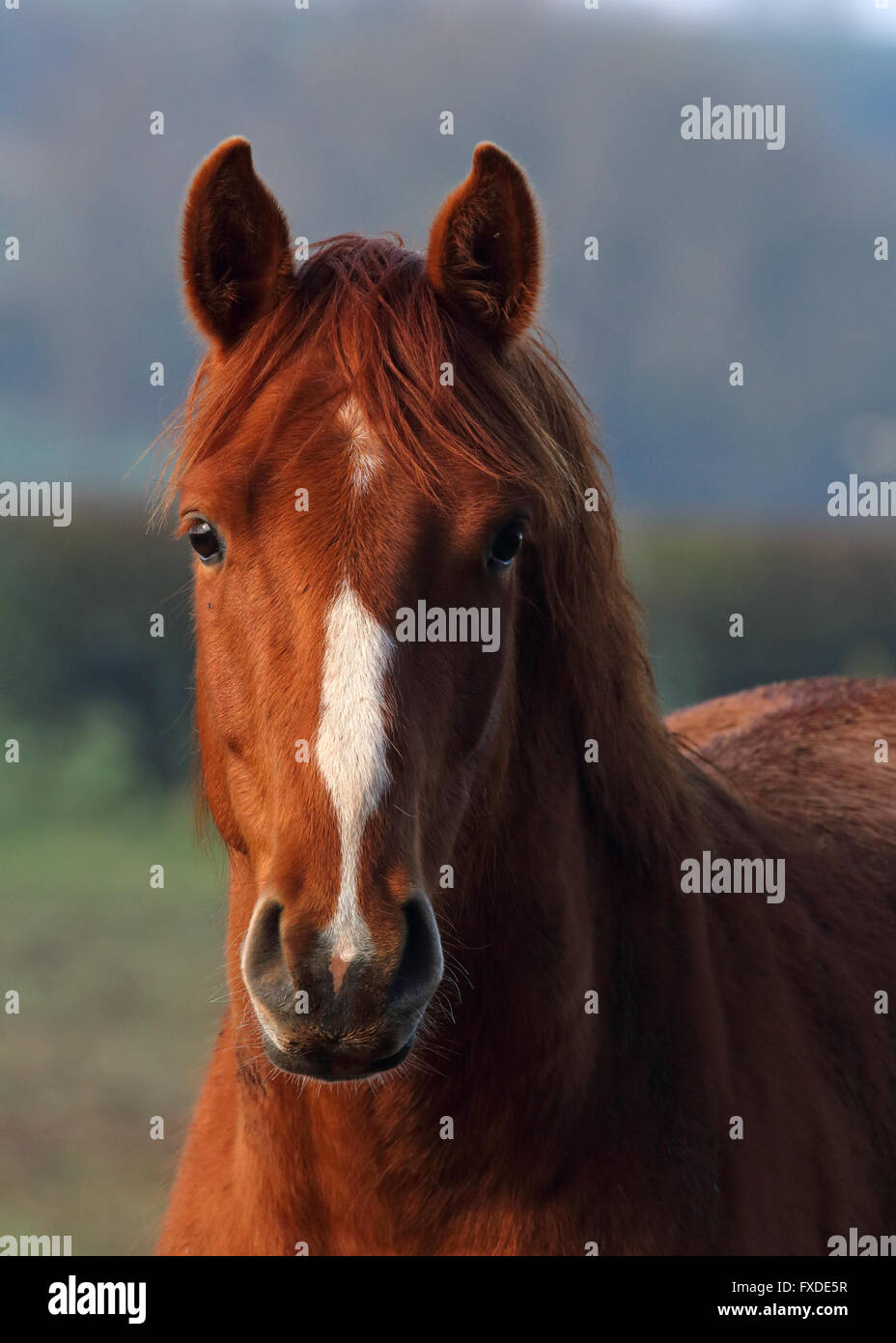 horse portrait image showing the head only Stock Photo