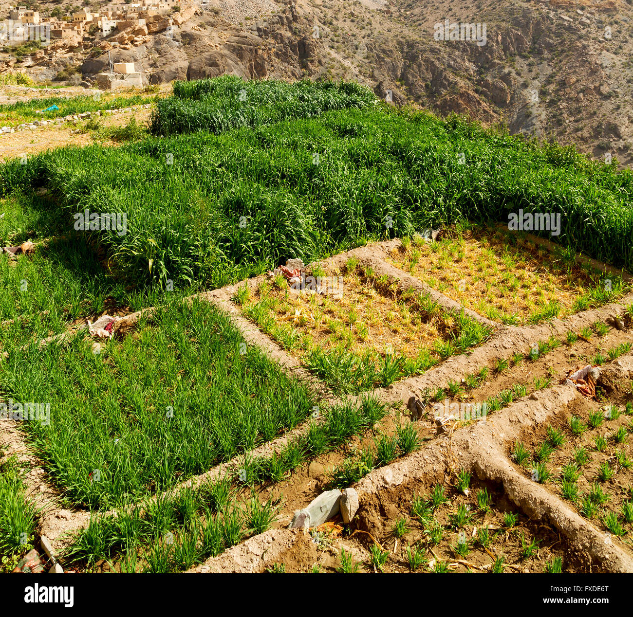 Oman Country Rice nature and color in oman the cultivation of rice plant hill Stock Photo ...