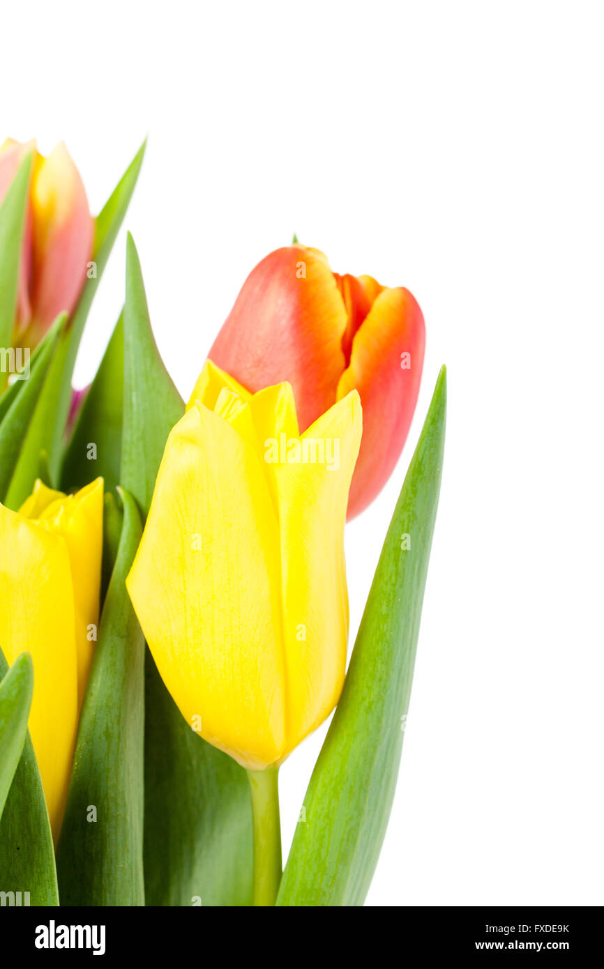 details of tulips Stock Photo