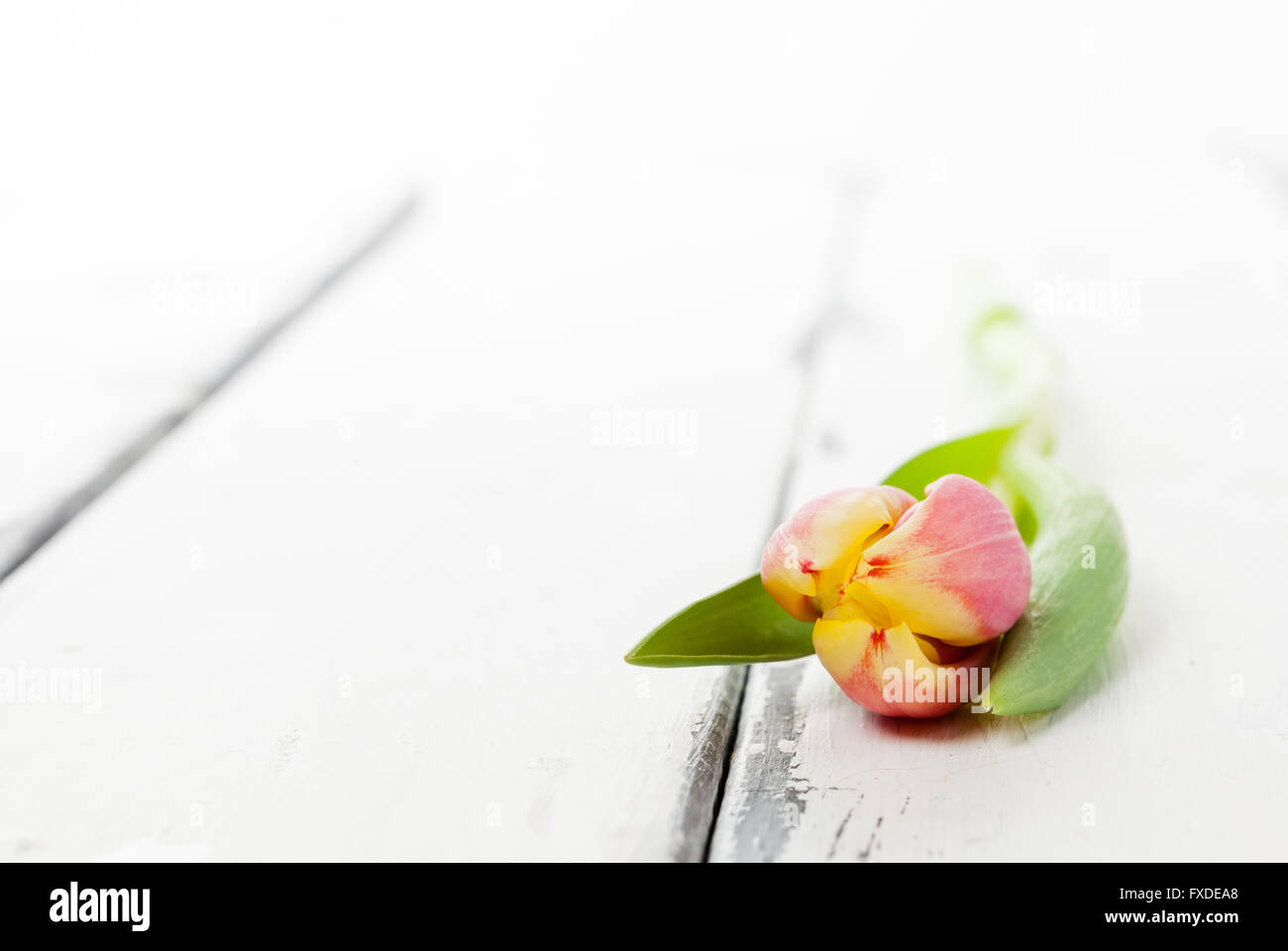 tulips on white wooden background with copy space Stock Photo