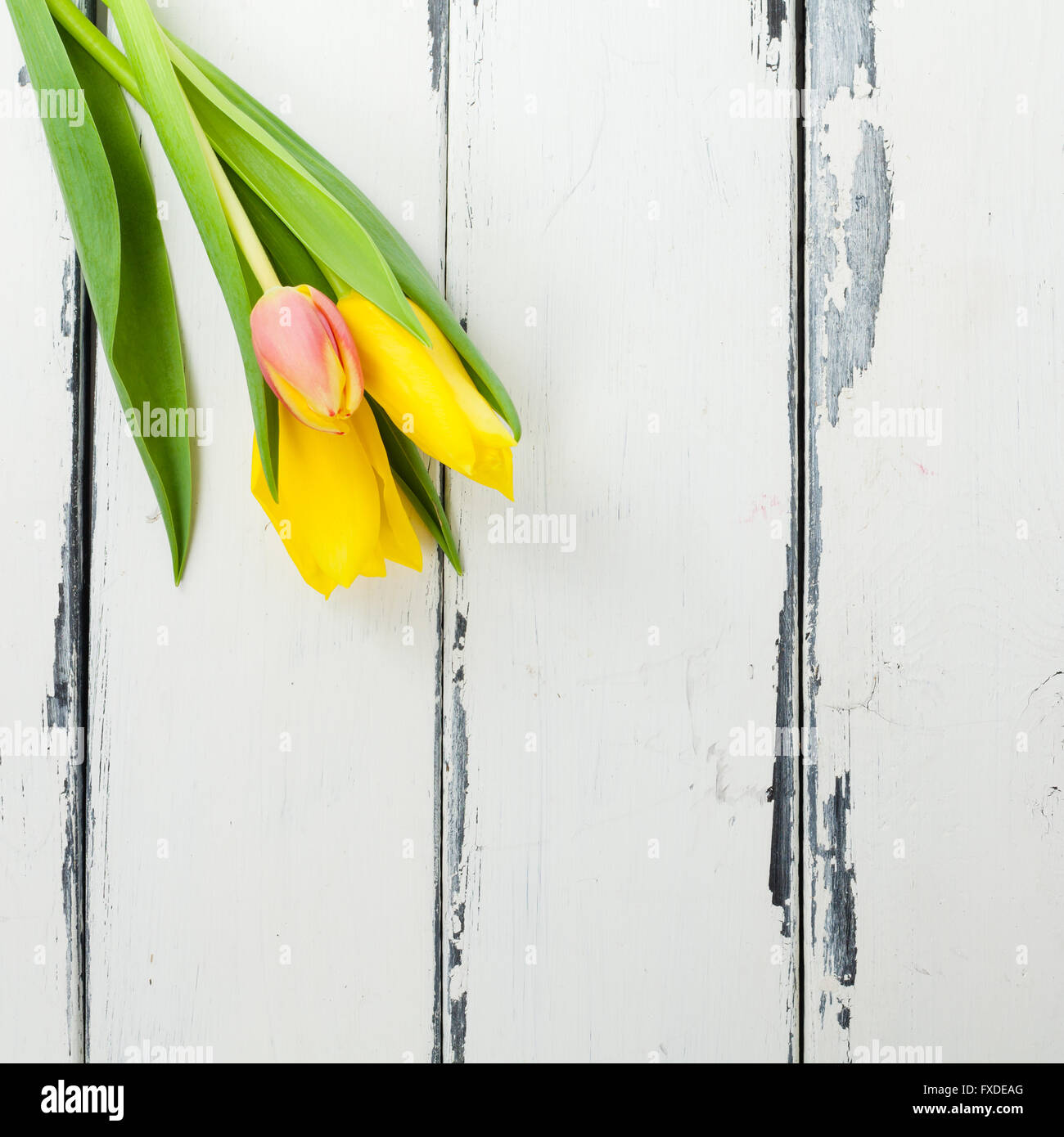 tulips on white wooden background with copy space Stock Photo