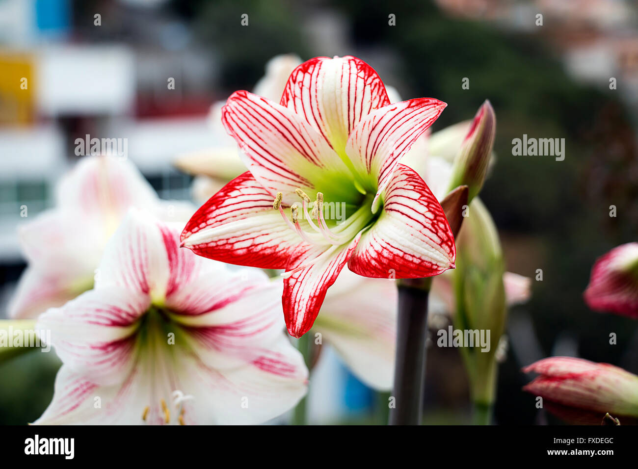 Flower Garden close up Stock Photo - Alamy