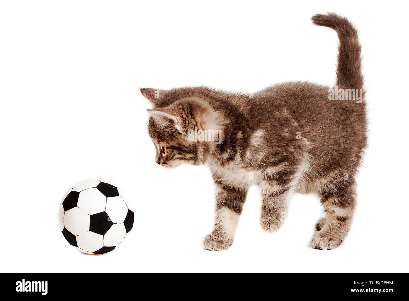 playful gray kitten playing with a football  isolated on white background Stock Photo