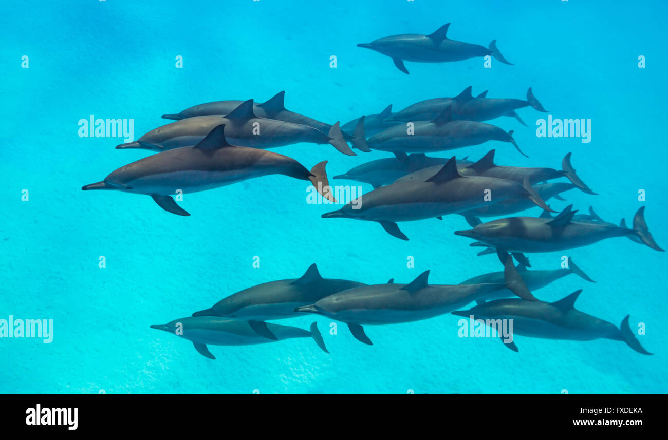 Spinner dolphins (Stenella longirorstris) swimming over sand in Sataya reef, Red Sea. June. Stock Photo