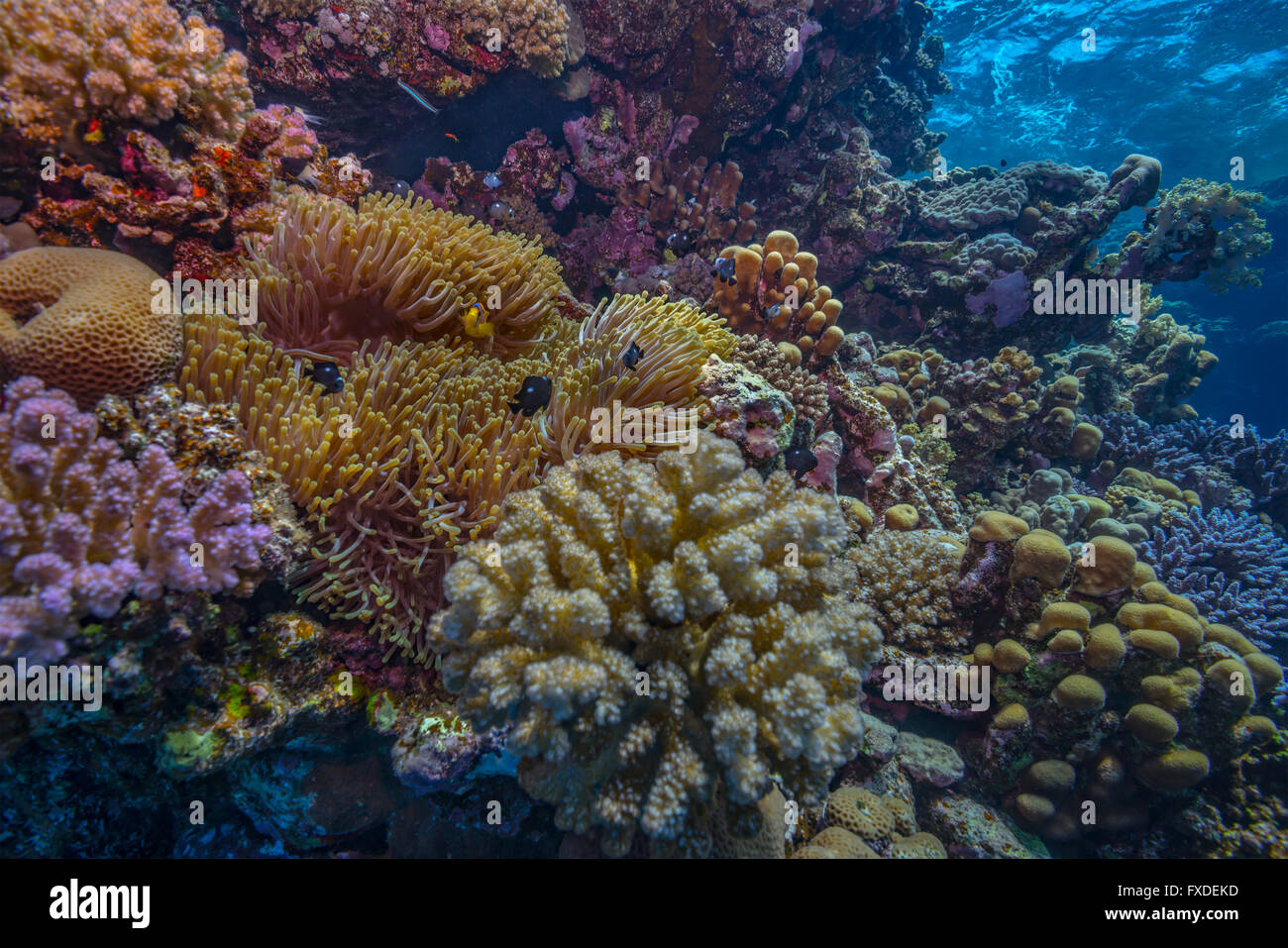 An adult anemonefish with young family amongst a magnificent sea anemone on a coral reef in the Red Sea. Stock Photo