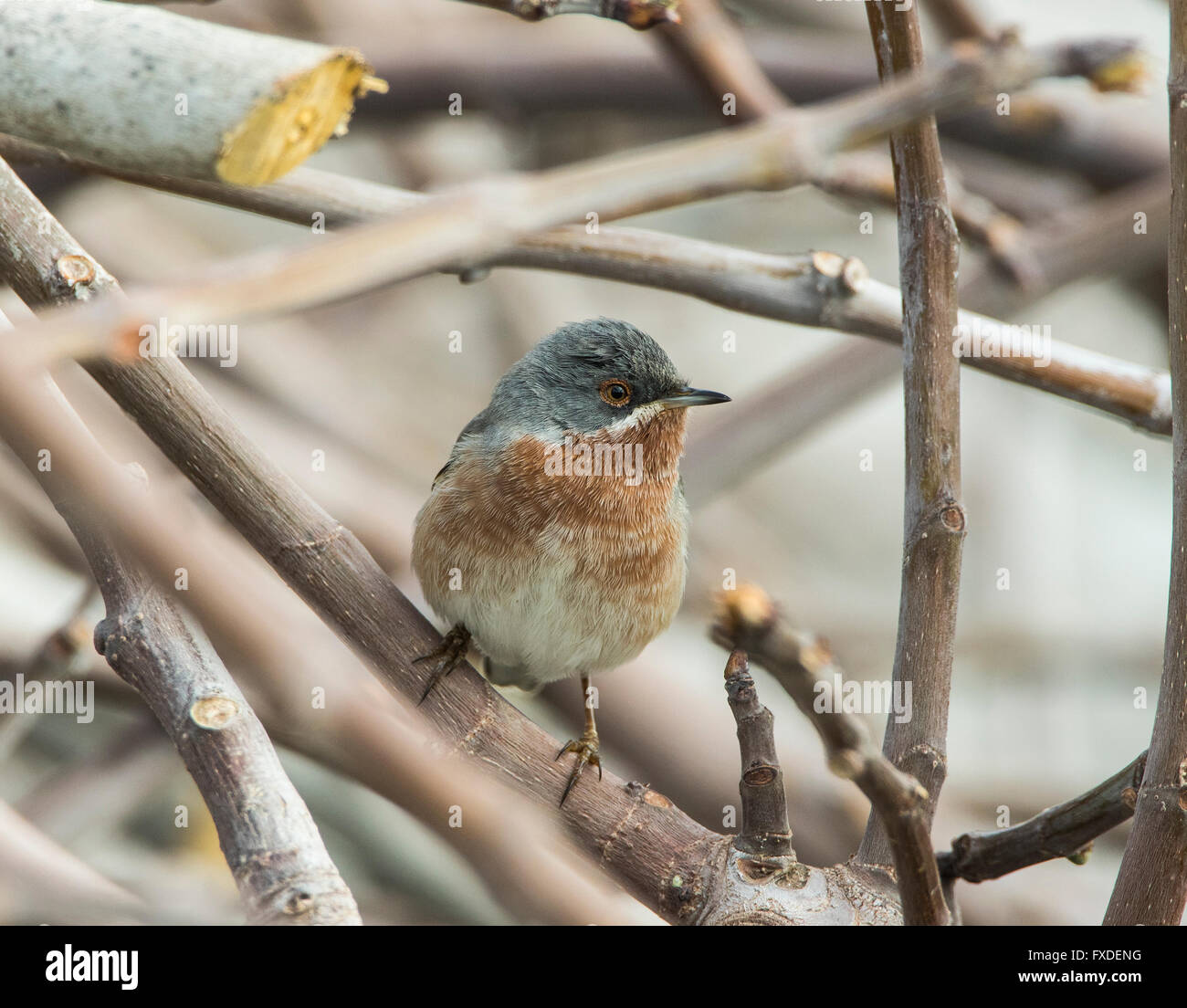 Male Subalpine Warbler Eastern race Sylvia albistriata Cyprus Stock