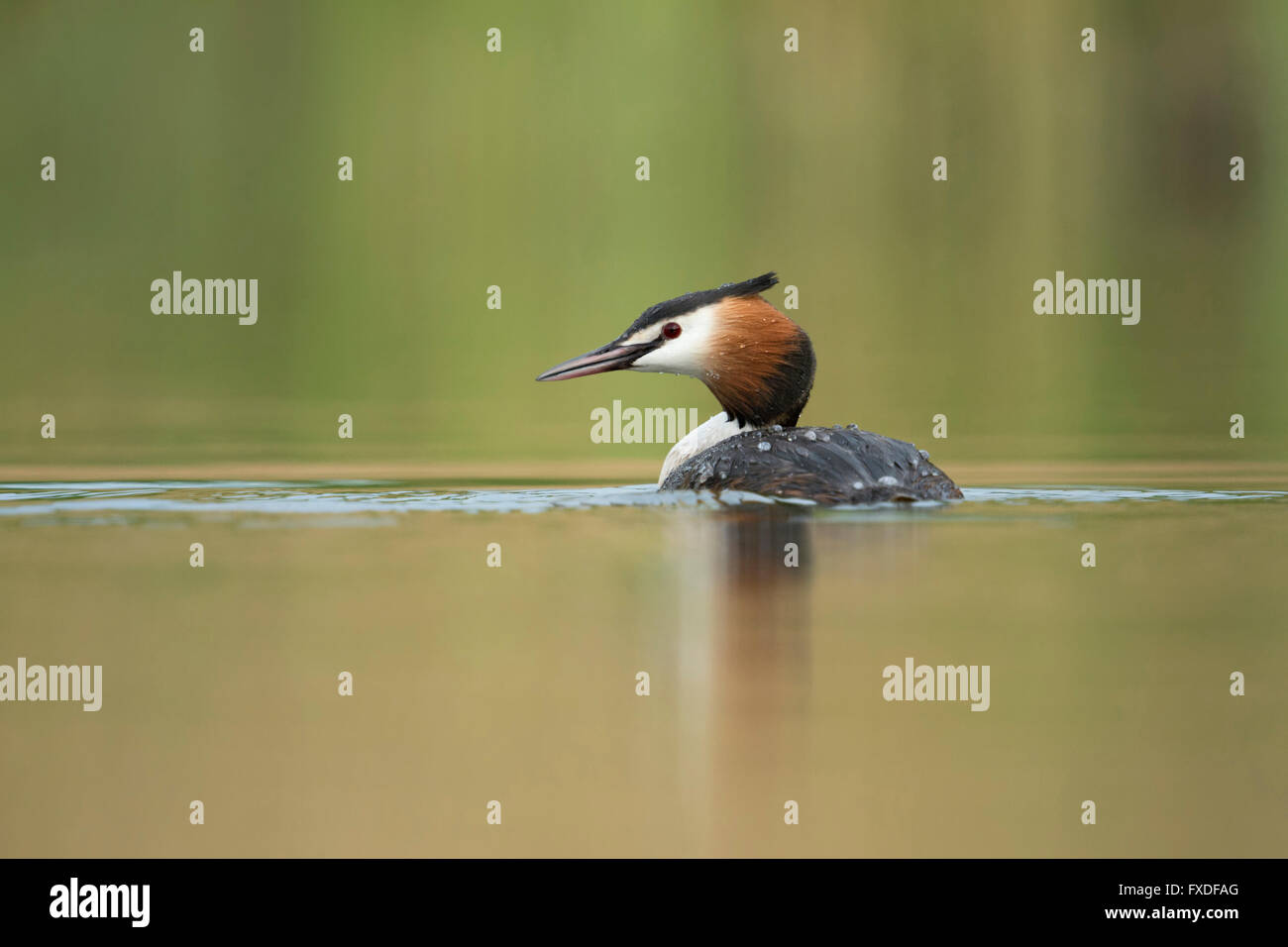 Great Crested Grebe ( Podiceps cristatus ) swimming on vernally colored water, looking aside, low point of view, wildlife, Europe. Stock Photo