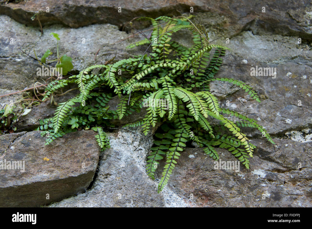 Maidenhair spleenwort - Asplenium trichomanes growing on a natural rock wall Stock Photo
