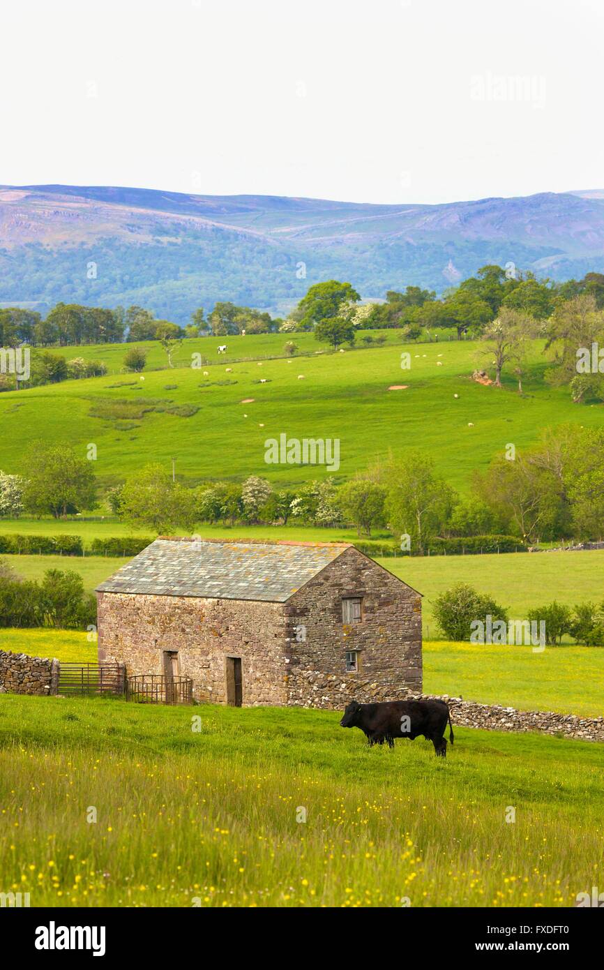 Eden Valley. Barn and Bullock near Water Houses, Cumbria, England, UK