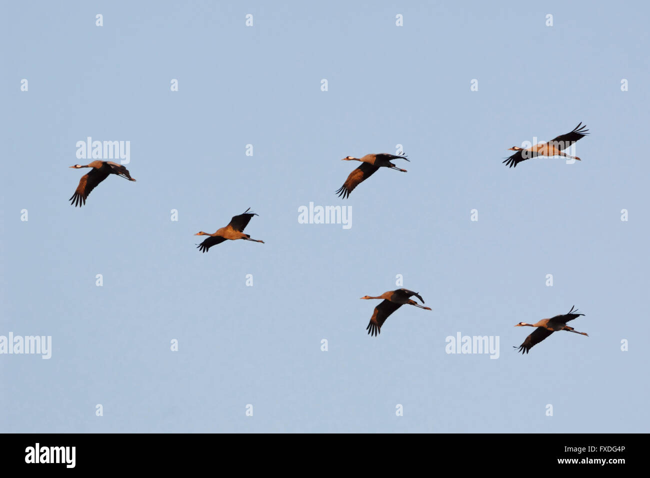 A flock of Common Cranes / Graue Kraniche ( Grus grus ), adult and young birds, during migration, flying under blue sky. Stock Photo