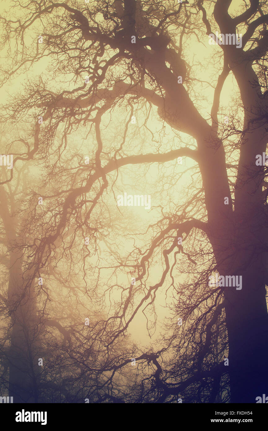 Misty oak tree branches in the fog with applied old style vintage filter. UK Stock Photo
