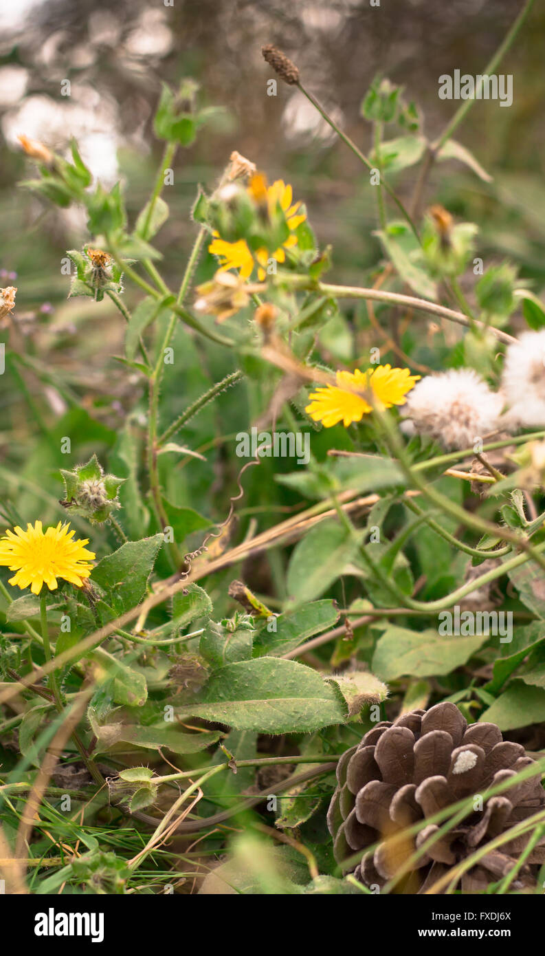 Narrow depth of field photo of dandelion, weeds and pine cone in field with blurred background Stock Photo