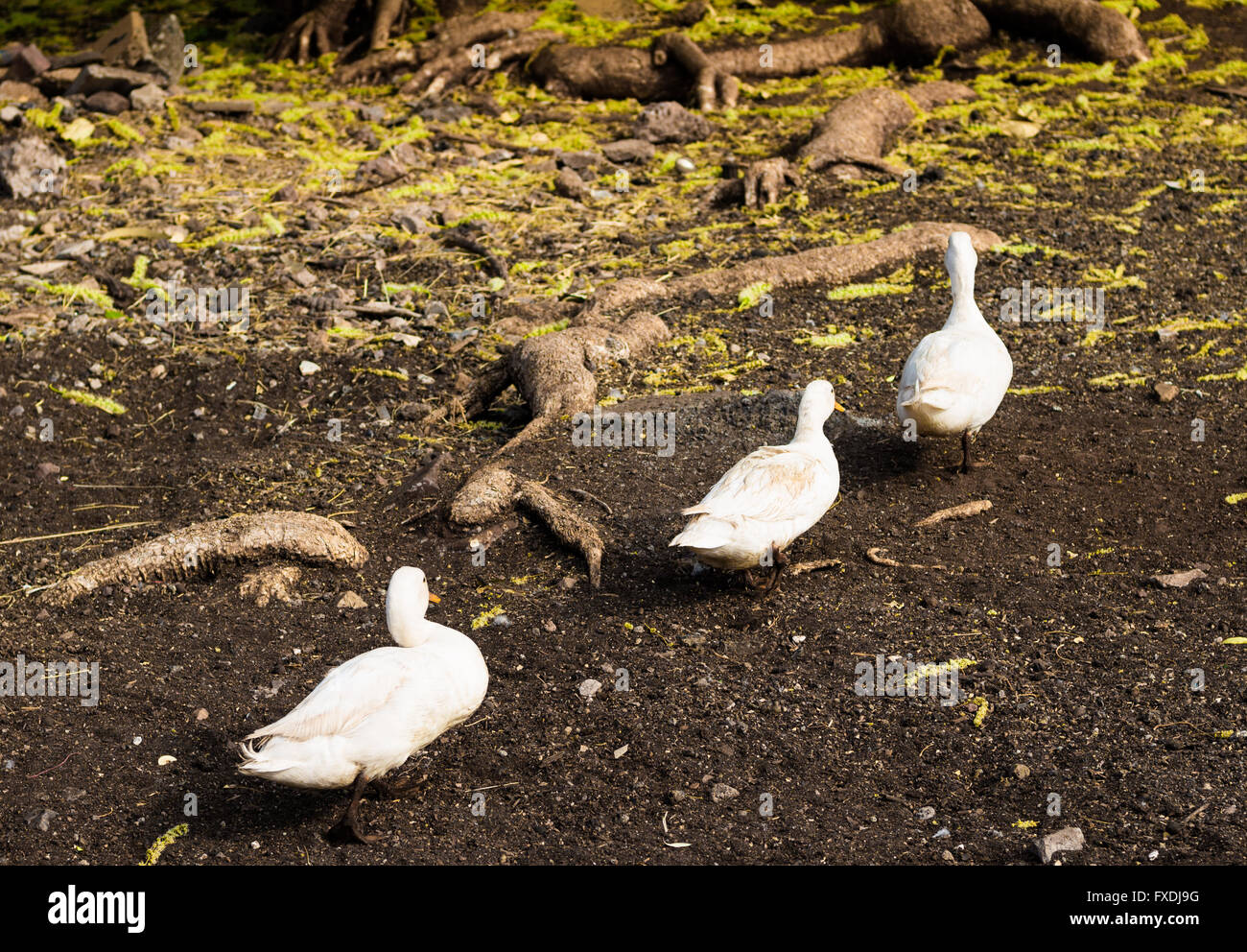 Goose Tree Photo of three white geese walking next to roots of big tree in farm ...