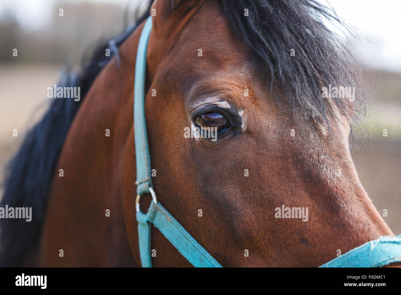 Horse mare closeup hi-res stock photography and images - Alamy