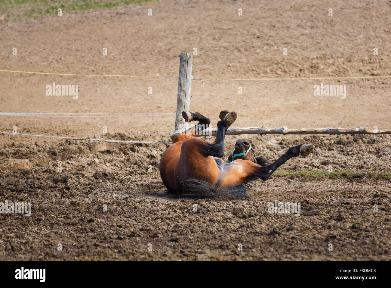 Horse lying on the meadow at spring time Stock Photo