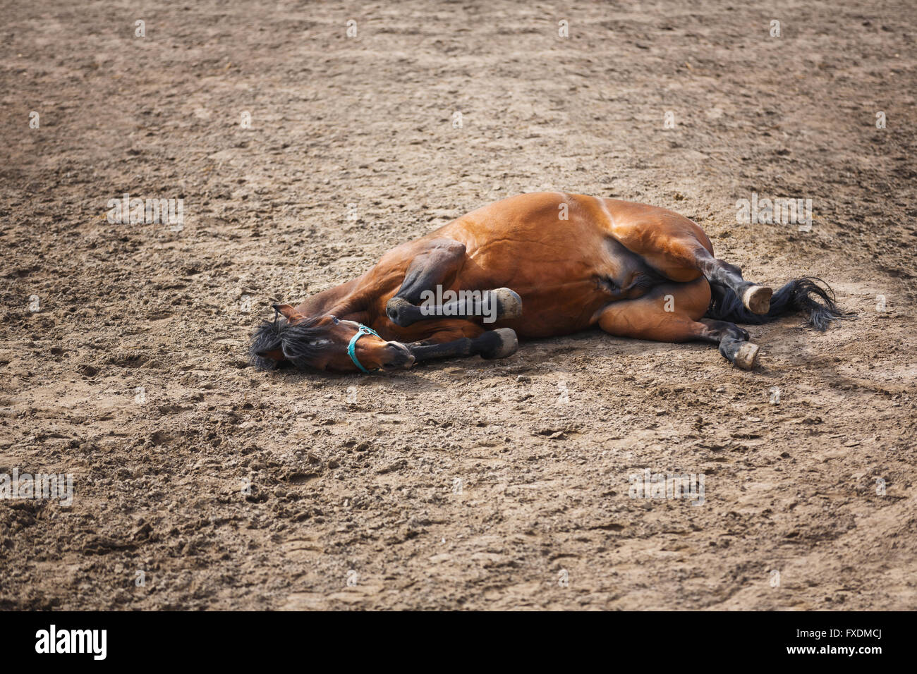 Horse lying on the meadow at spring time Stock Photo