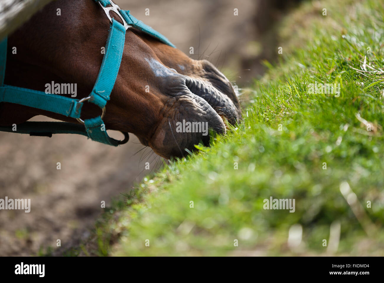The horse feeding the grass at spring time Stock Photo