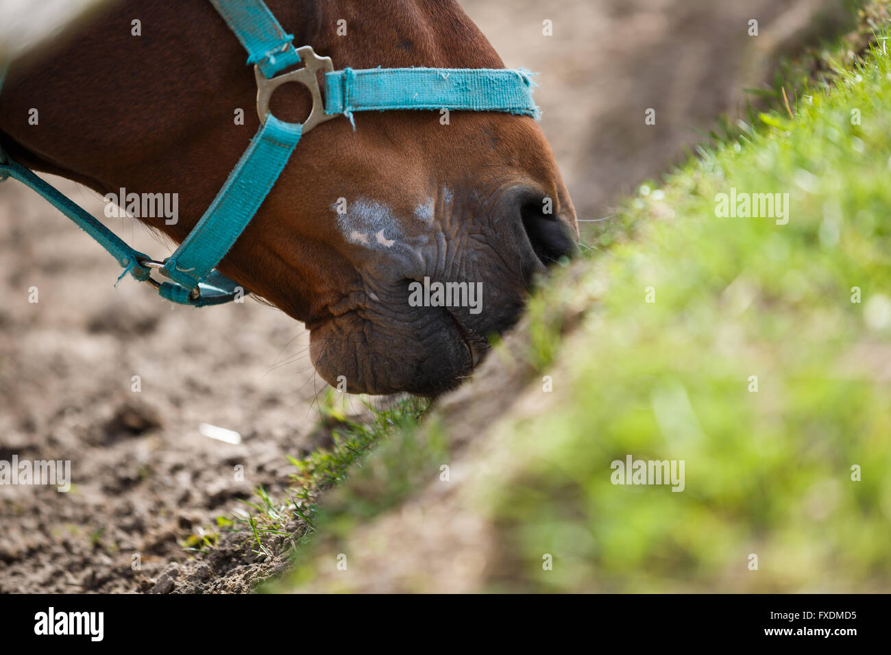 The horse feeding the grass at spring time Stock Photo