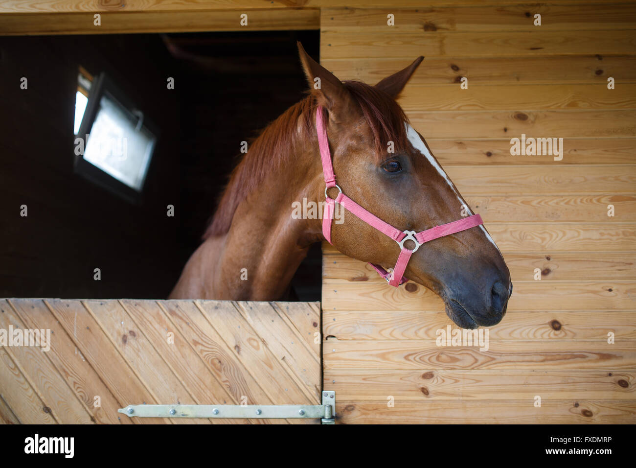 Horse head in stall hires stock photography and images Alamy