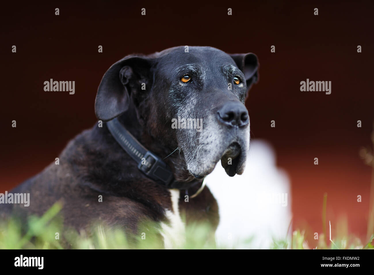 Portrait of old black dog at the summer time Stock Photo