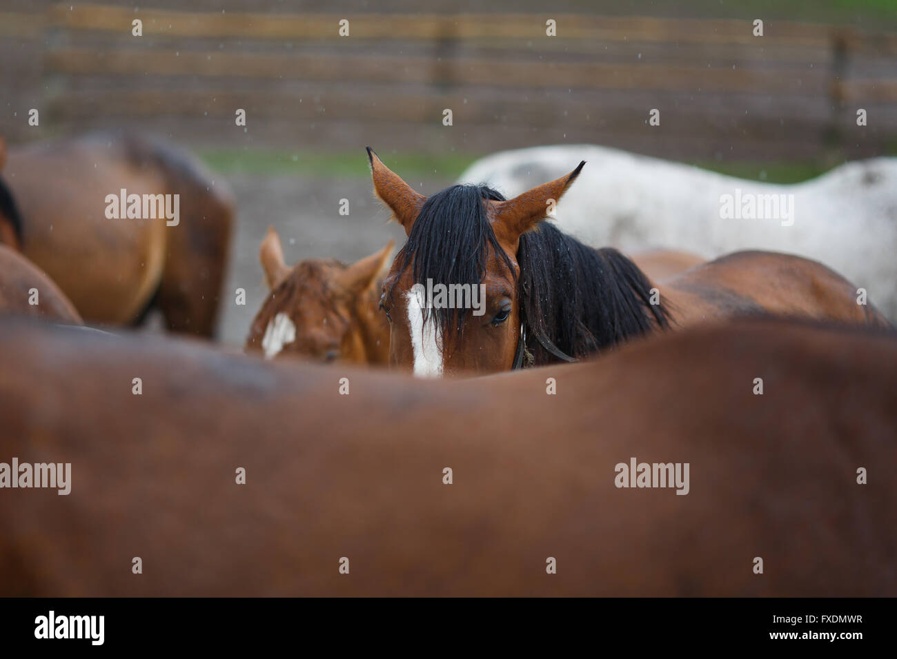 Horses in the rain on the meadow at summer time Stock Photo Alamy