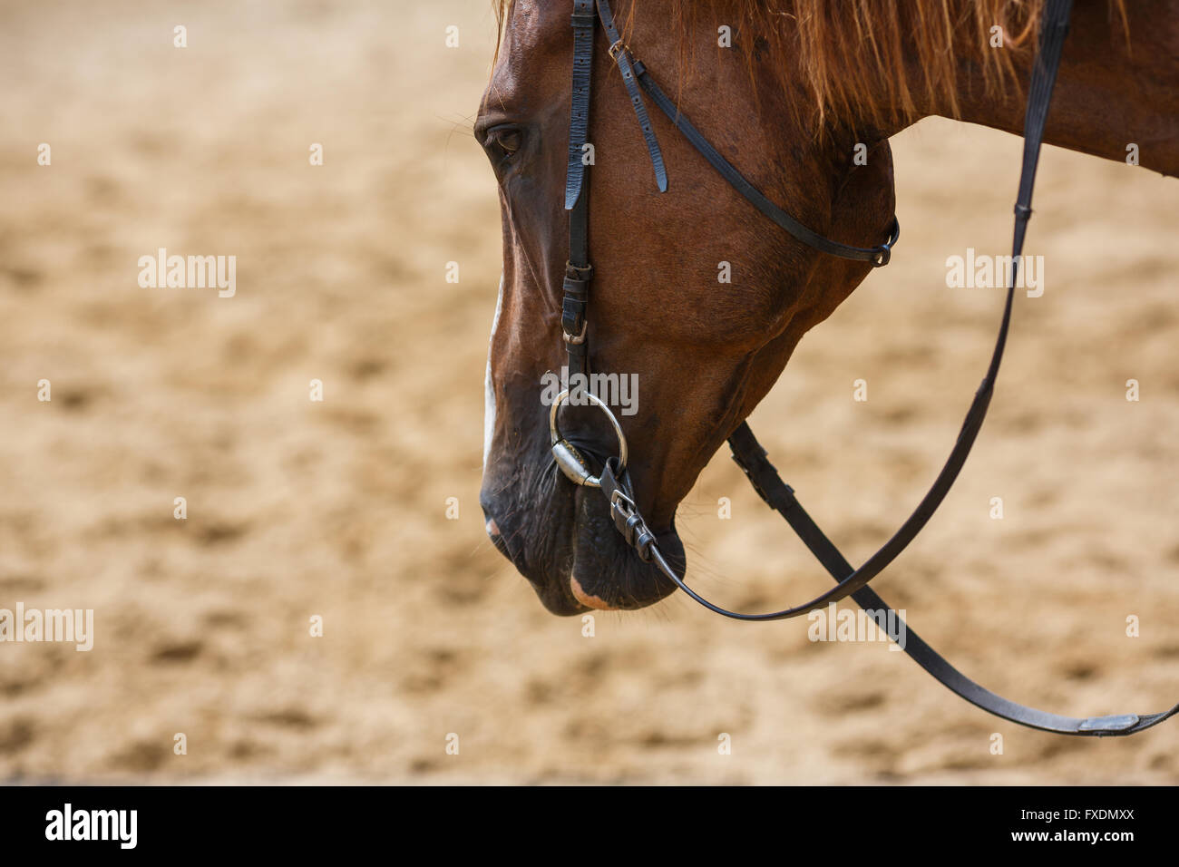 Horse on the arena at summer time Stock Photo