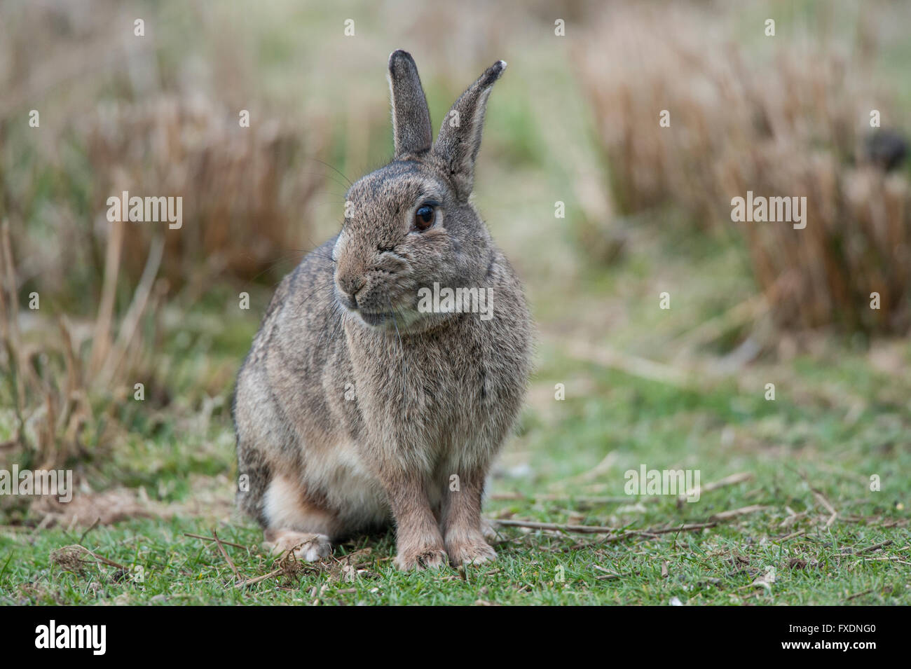 Superclass Rabbit Classification Eurpoean rabbit (Oryctolagus cuniculus Stock Photo - Alamy