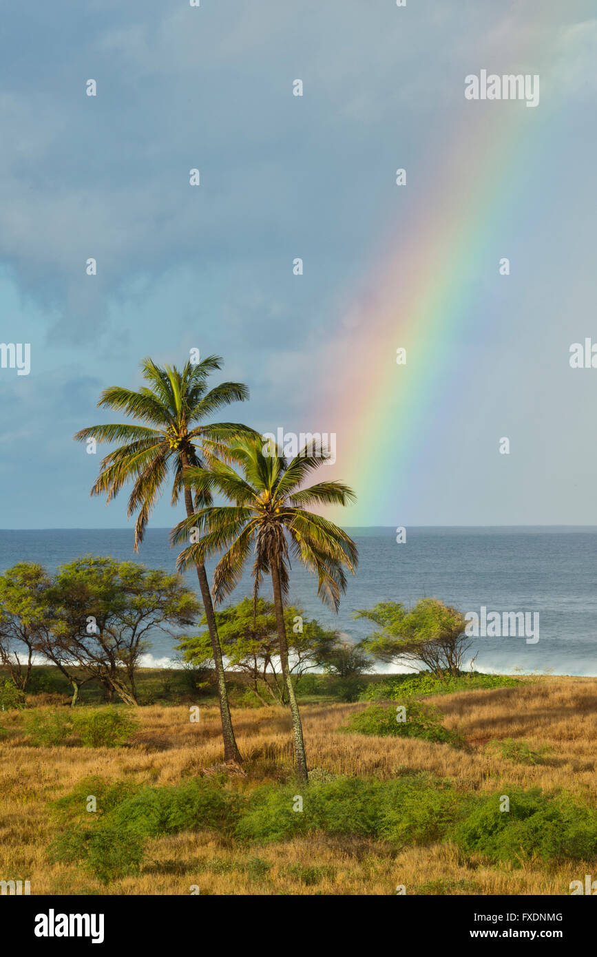 Rainbow with palm trees hires stock photography and images Alamy