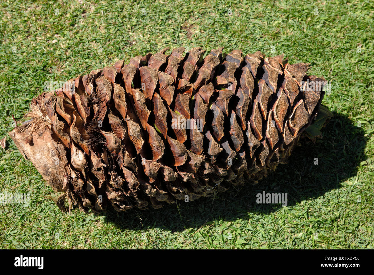 Blue agave pineapple core on a lawn at a tequila factory in Jalisco ...