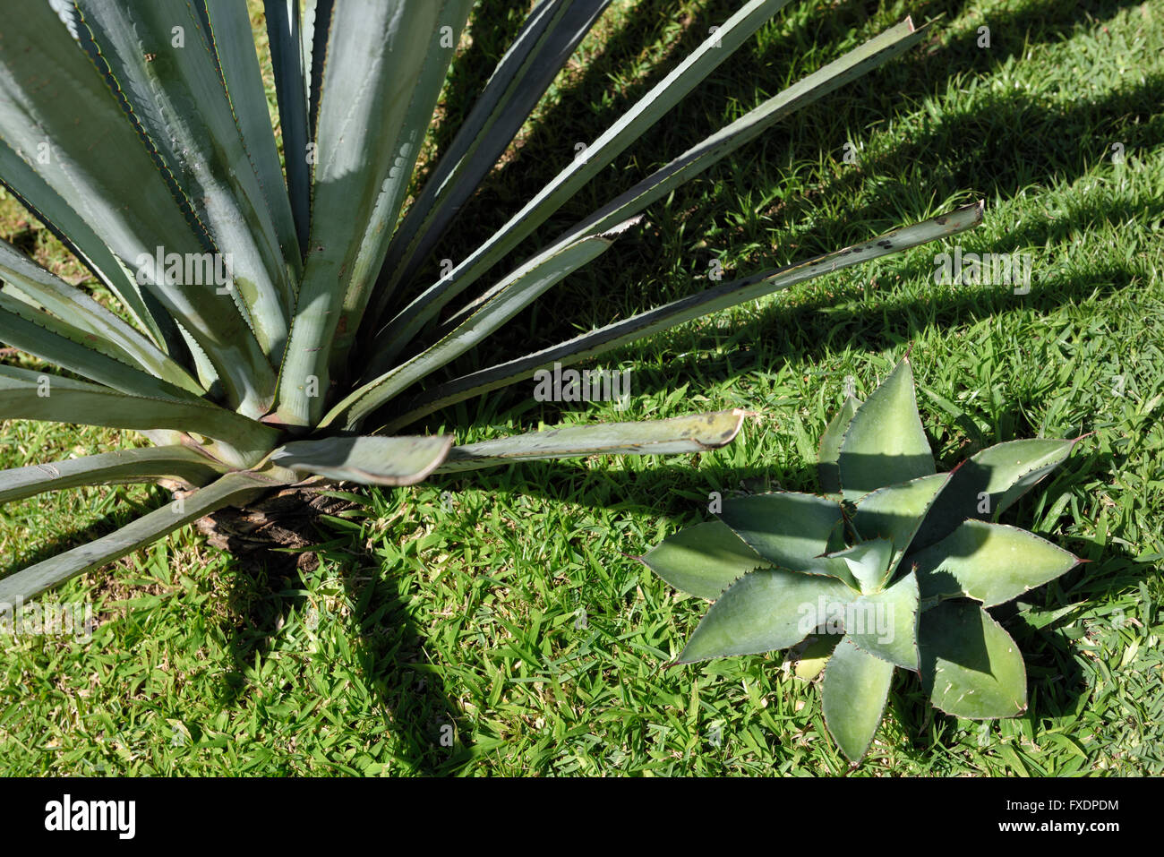Young blue agave plants growing among lawn grass at a tequila plant Mexico Stock Photo