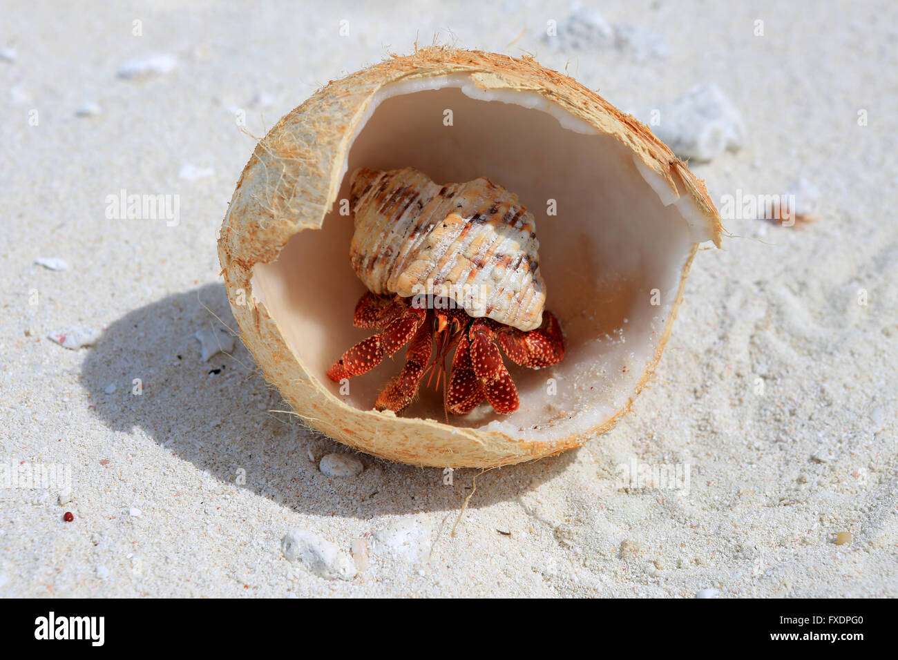 Strawberry hermit crab hi-res stock photography and images - Alamy