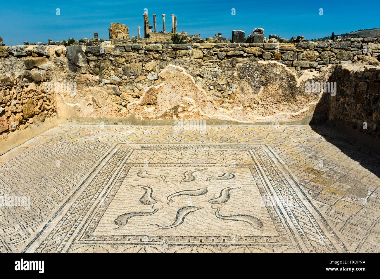 Ancient mosaique. Volubilis, remains of Roman city near Meknes. Stock Photo
