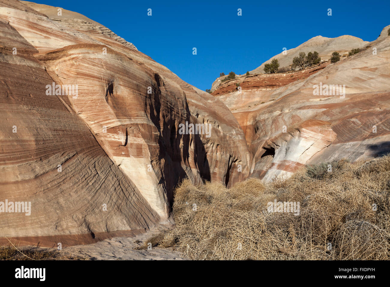 tumbleweed gathering at the entrance of a slot canyon in Utah Stock