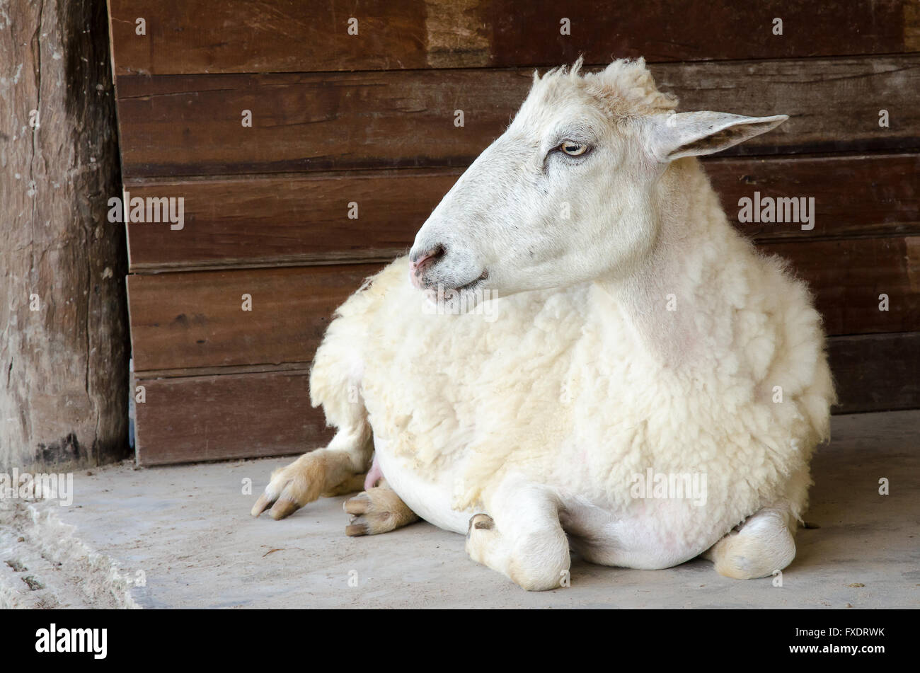 Close up sheep hi-res stock photography and images - Alamy