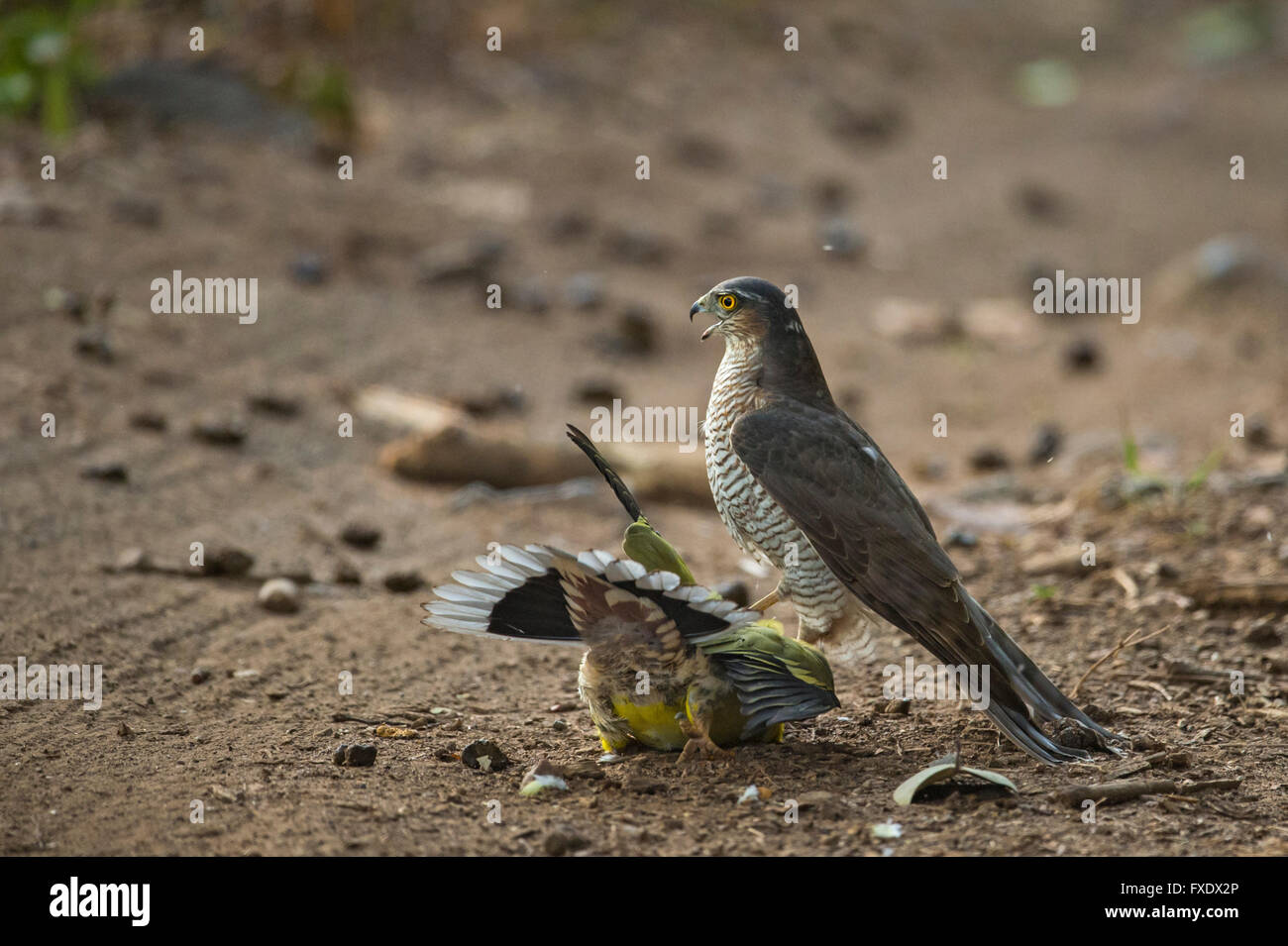 Eurasian Sparrowhawk, also Sparrow Hawk (Accipiter nisus) attacking a Yellow-footed Green Pigeon (Treron phoenicoptera) on a Stock Photo