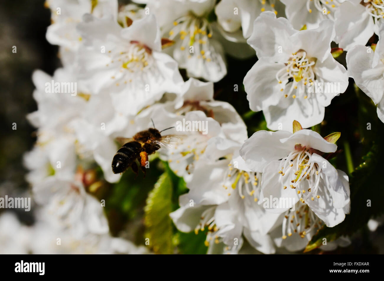 Bee collecting pollen from cherry blossoms. River Valley Jerte. Cáceres