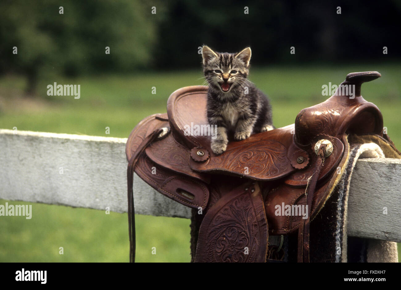 Defiant expression hi-res stock photography and images - Alamy