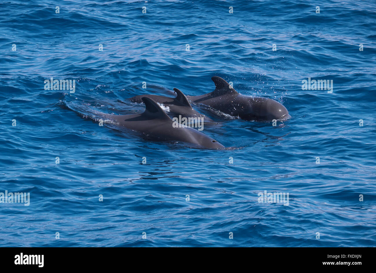 Small group of pilot whales (Globicephala), Atlantic off La Gomera, Canary Islands, Spain Stock Photo