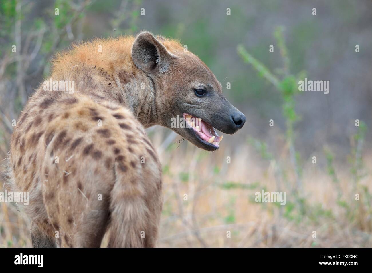Spotted hyena mouth open hi-res stock photography and images - Alamy
