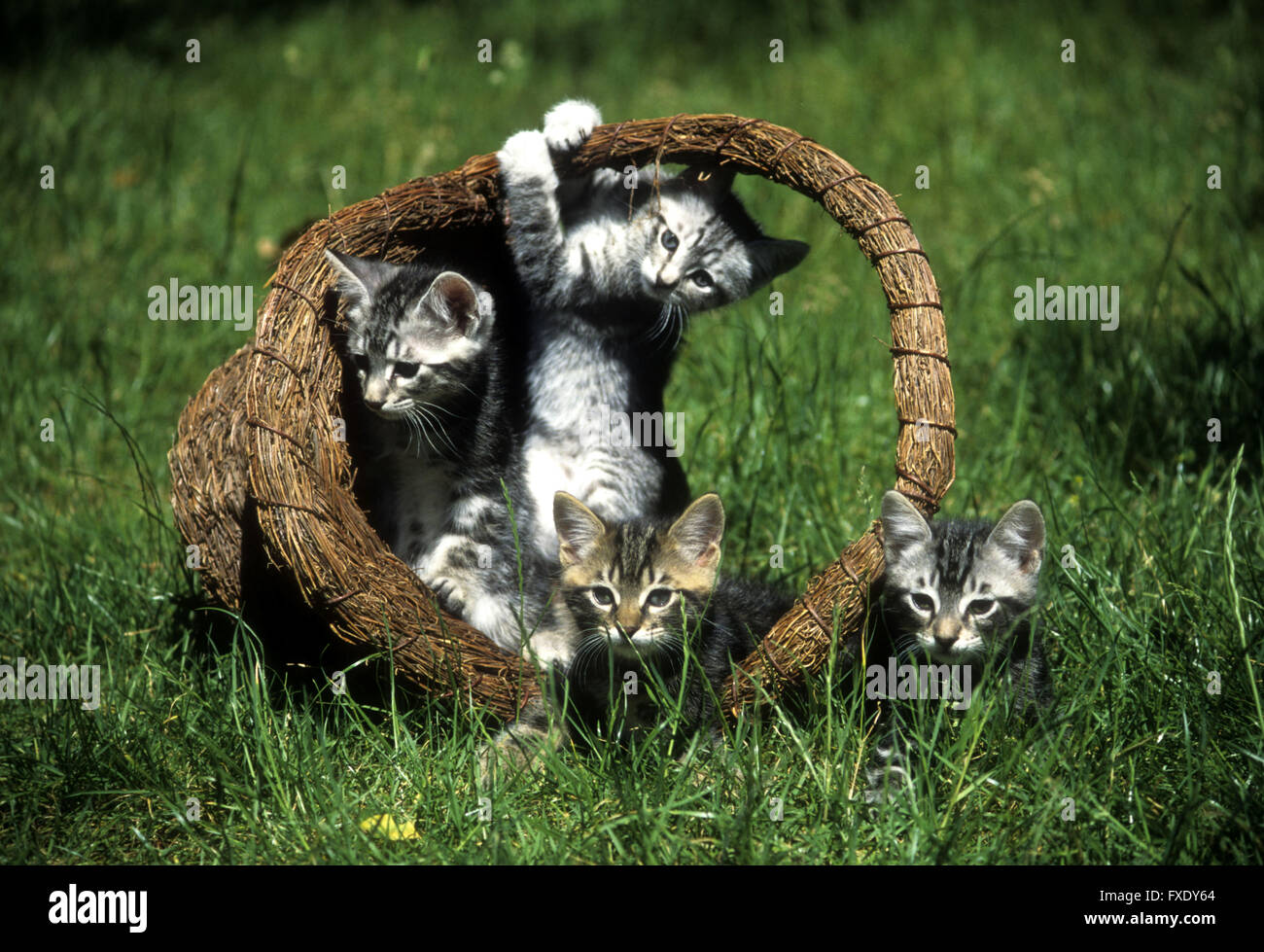 4 kittens playing inside and outside a basket Stock Photo - Alamy