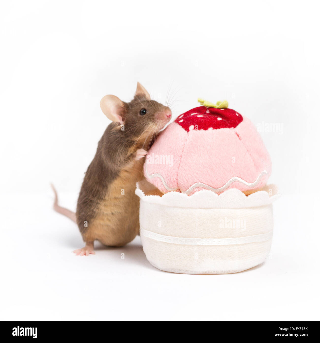 Curious domestic mouse explores plush cupcake. The mouse has bushing wiskers and cute little pink paws. The mouse is brown Stock Photo