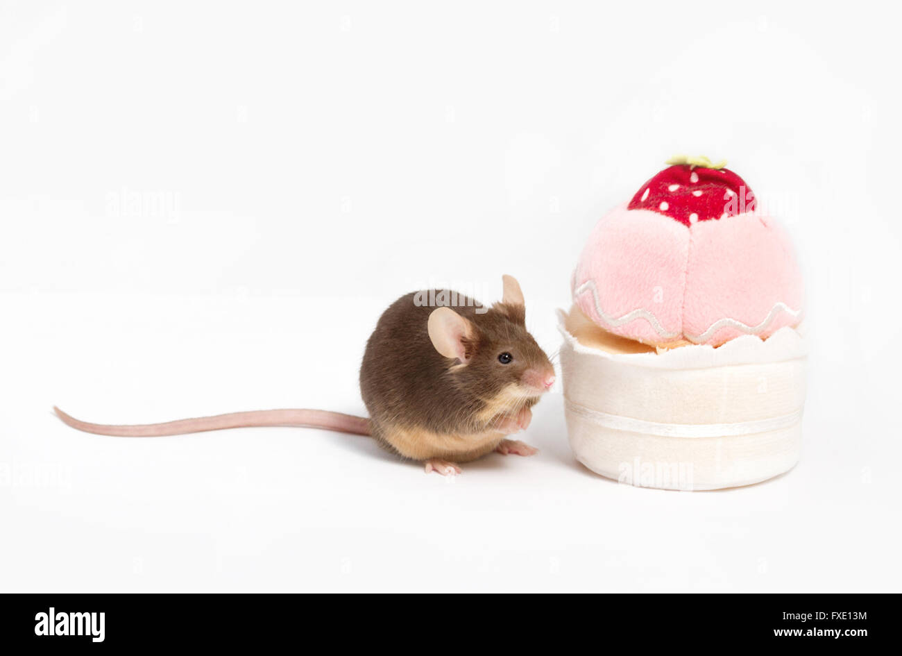 Curious domestic mouse explores plush cupcake. The mouse has bushing wiskers, long tail and cute little pink paws. Stock Photo