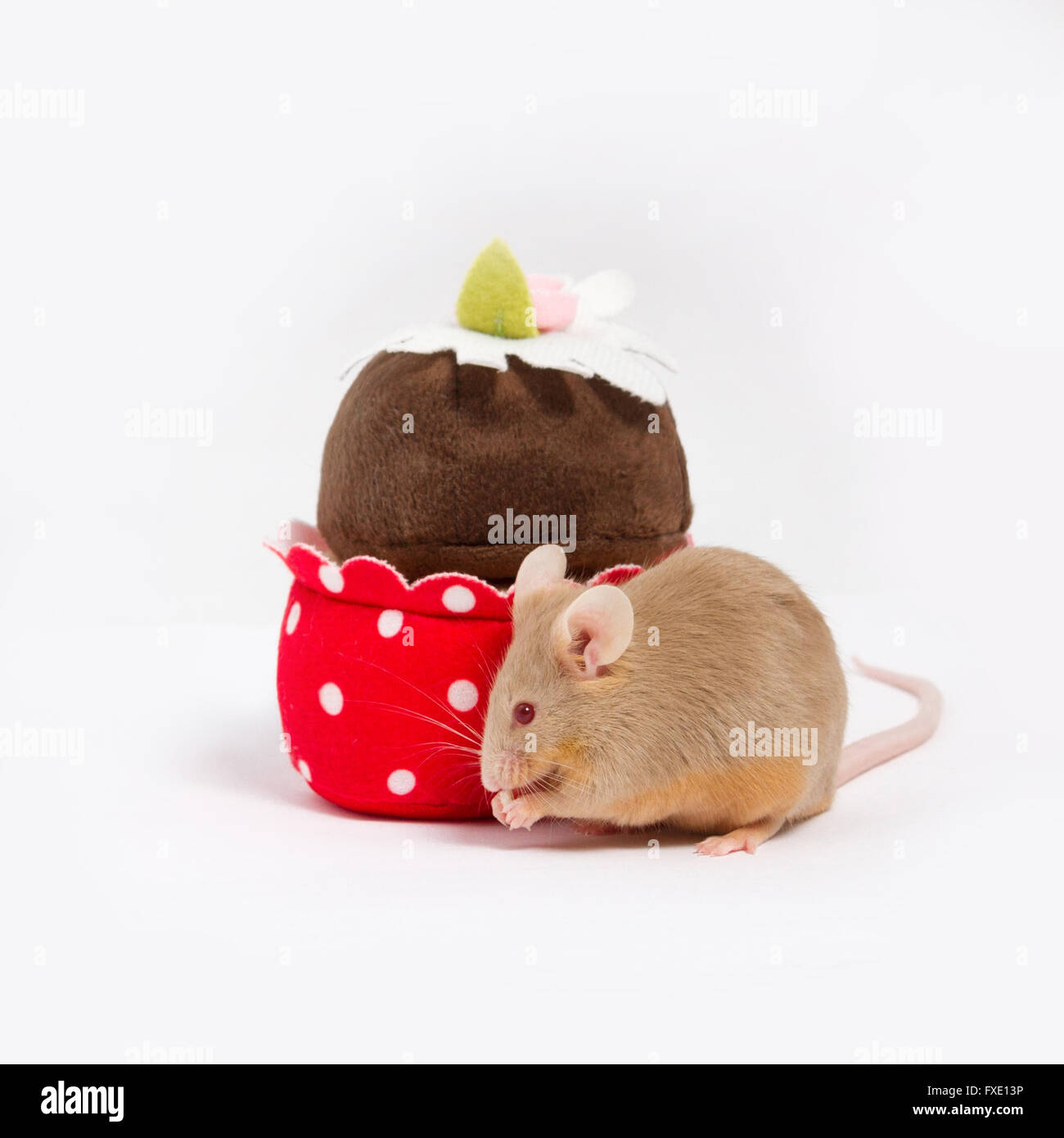 Curious domestic mouse explores plush cupcake. The mouse has bushing wiskers and cute little pink paws. The mouse is golden. Stock Photo