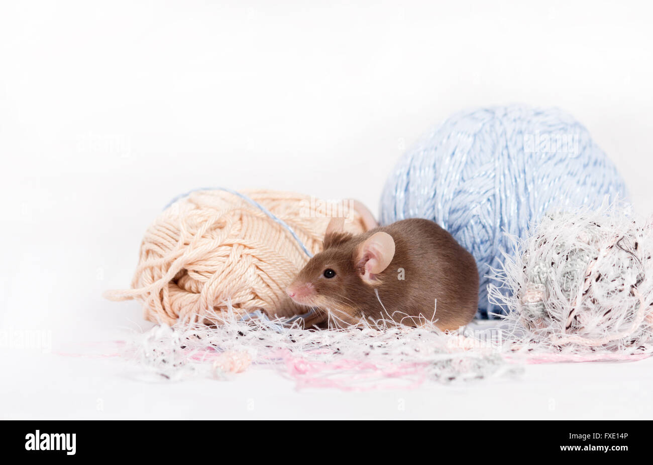 Funny domestic mouse is hiding among tangles of yarn. Yarn is blue, beige, pink and fluffy. Mouse has bushy wiskers. Mouse is fu Stock Photo