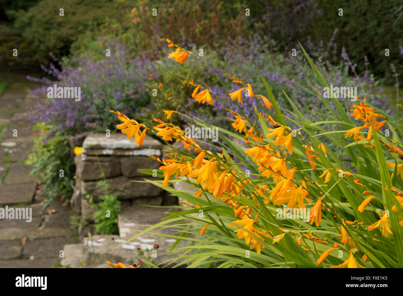 Beautiful, private, traditional, landscaped, country garden, West Yorkshire, England  - orange flowers of the montbretia plant and a dry-stone  wall. Stock Photo