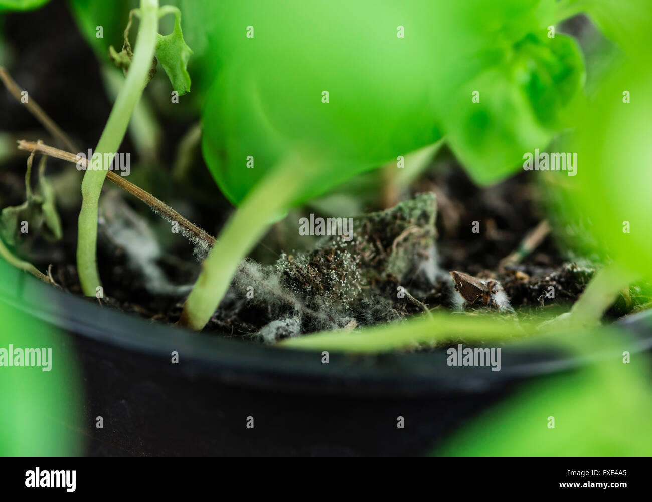 Moldy Plant as high detailed closeup shot (selective focus Stock Photo