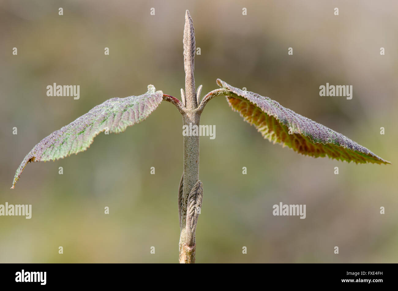 Common whitebeam (Sorbus aria agg.). Leaf bud of British tree in Spring, in the rose family (Rosaceae), showing downy covering Stock Photo