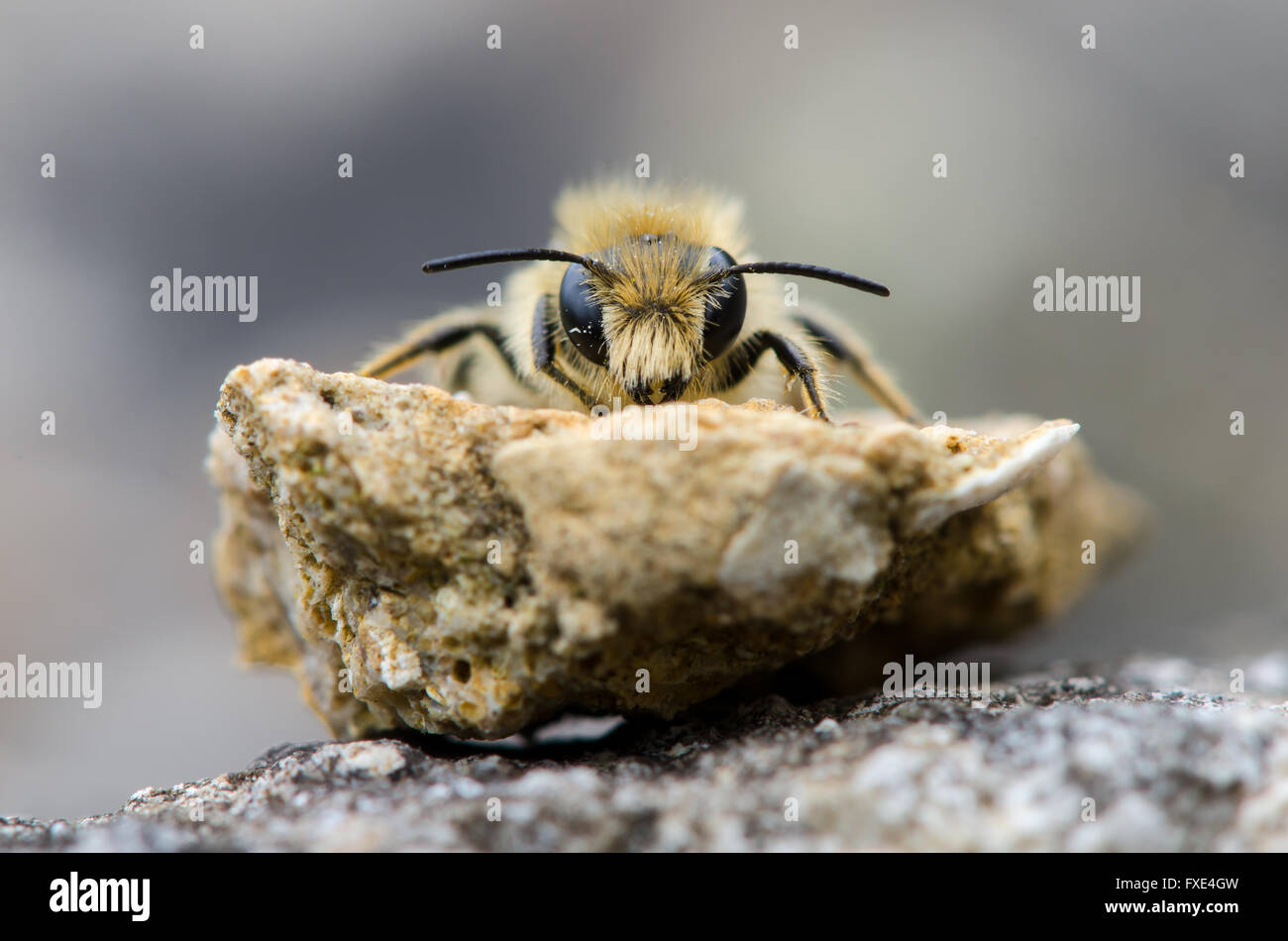 Solitary bee head on. A mining bee in the order Hymenoptera, family Apiaceae, showing hairs on face and mandibles Stock Photo