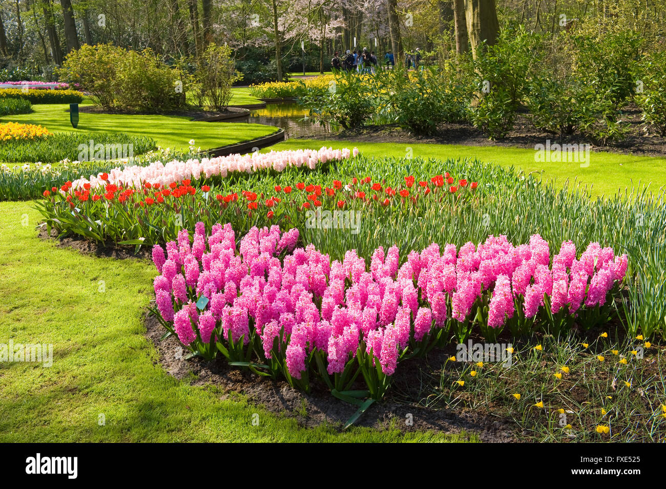 The Keukenhof is a popular flower garden which is visited by a million tourists from all around the world. Stock Photo