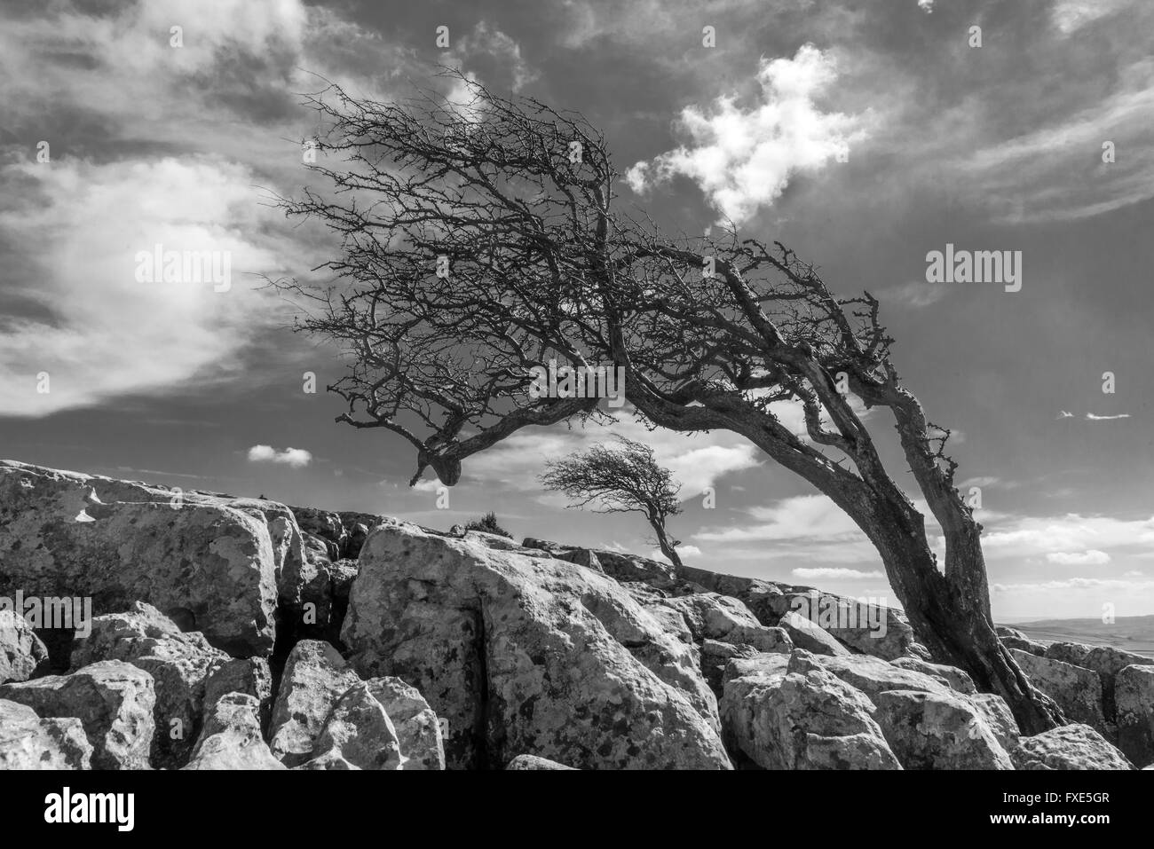 Wind battered Hawthorn Trees and limestone clints on Twistleton Scar in the Yorkshire Dales Stock Photo